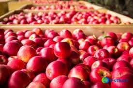 images/1669622873329apple sorter.jpg